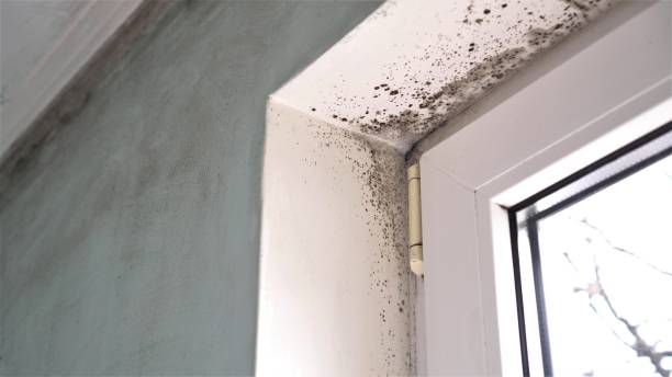 Trusted Redmond, OR Mold Removal Experts