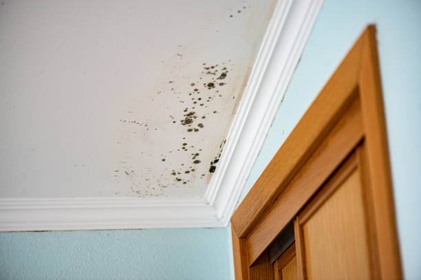 Best Toxic Mold Removal  in Redmond, OR