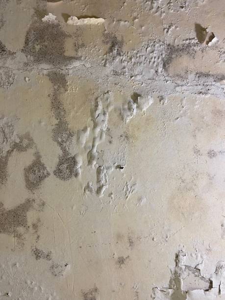 Best Emergency Mold Removal  in Redmond, OR