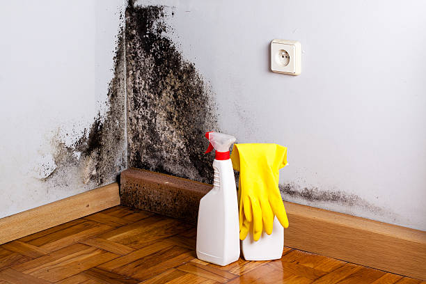 Best Residential Mold Removal  in Redmond, OR