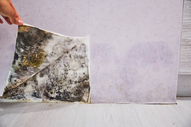 Best Fast Mold Removal  in Redmond, OR